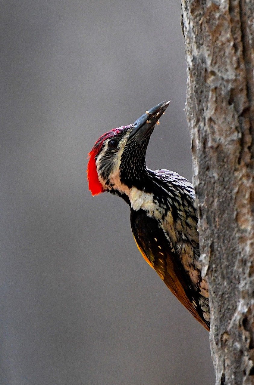 Barbet bird perched on a tree trunk