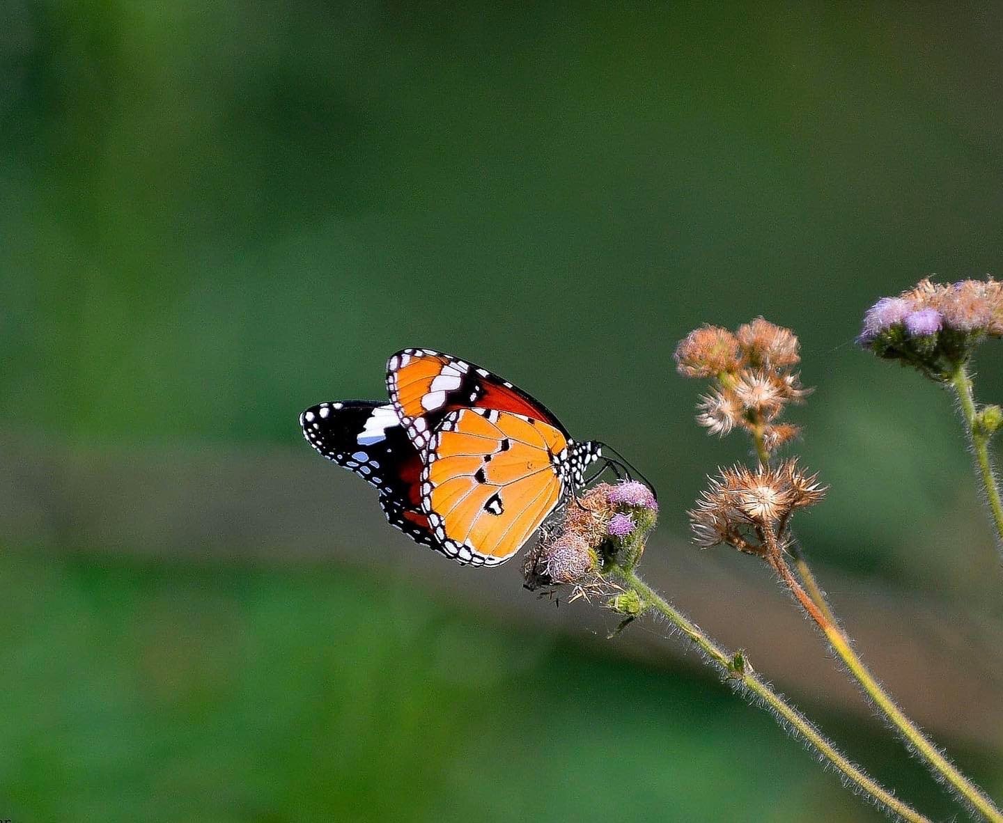 Butterfly resting on wildflowers in Jim Corbett