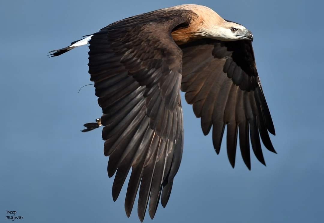 Pallas's fish eagle in flight over Jim Corbett