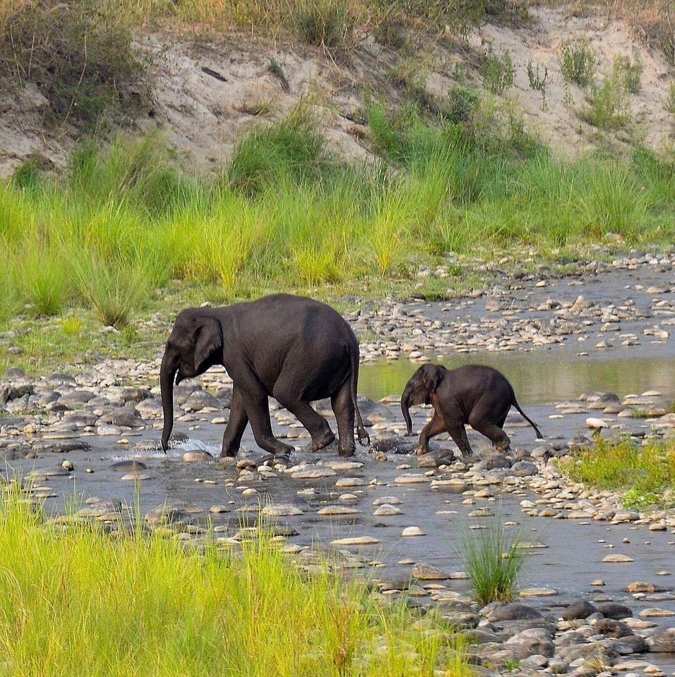 Elephant and calf crossing the riverbed together