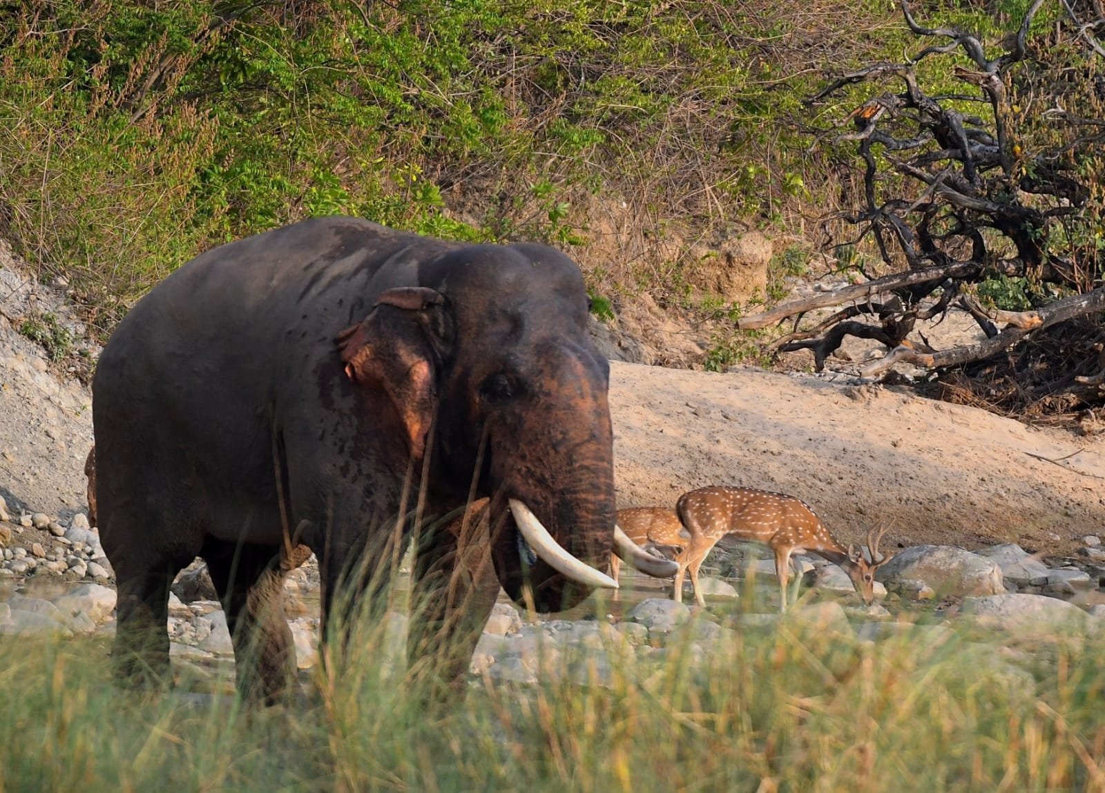 Elephant sharing a waterhole with spotted deer
