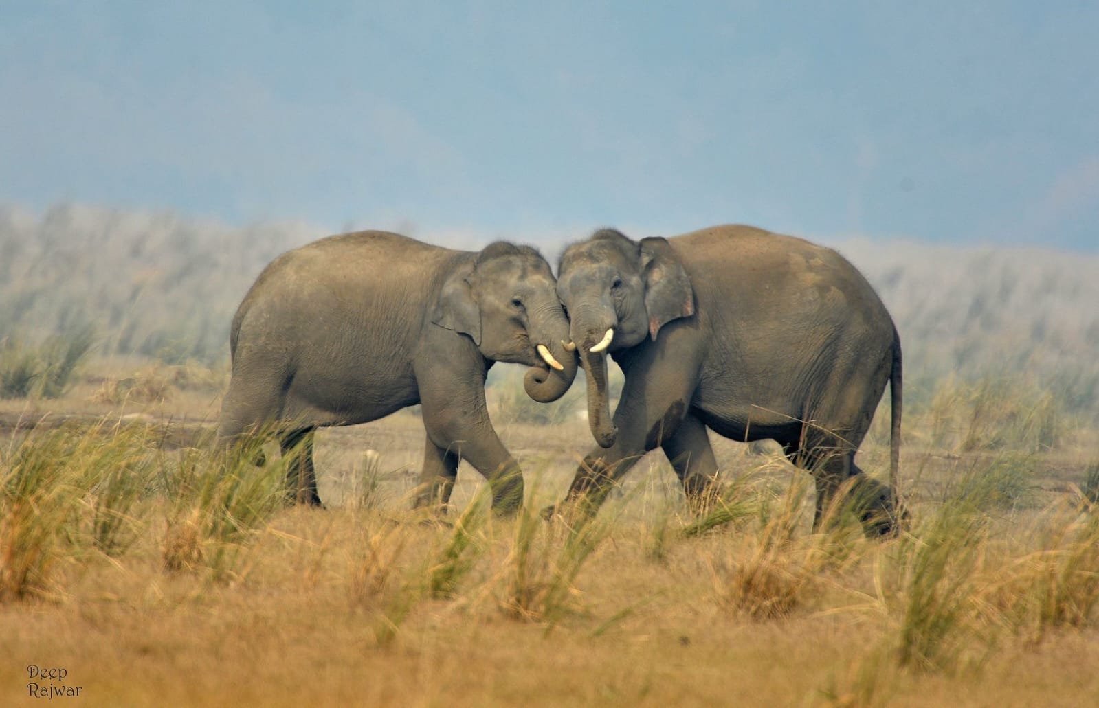 Two elephants greeting each other in the grasslands