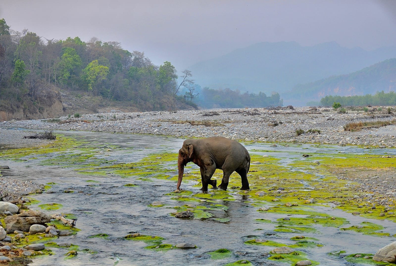 Elephant crossing the Ramganga riverbed