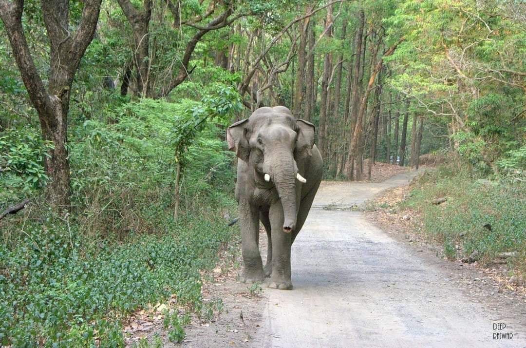 Elephant walking down a forest road in Jim Corbett
