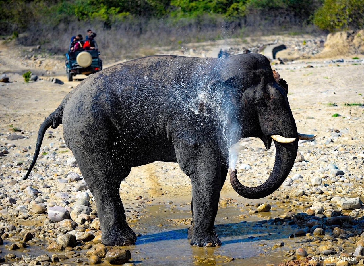 Elephant splashing water with a safari jeep in the background