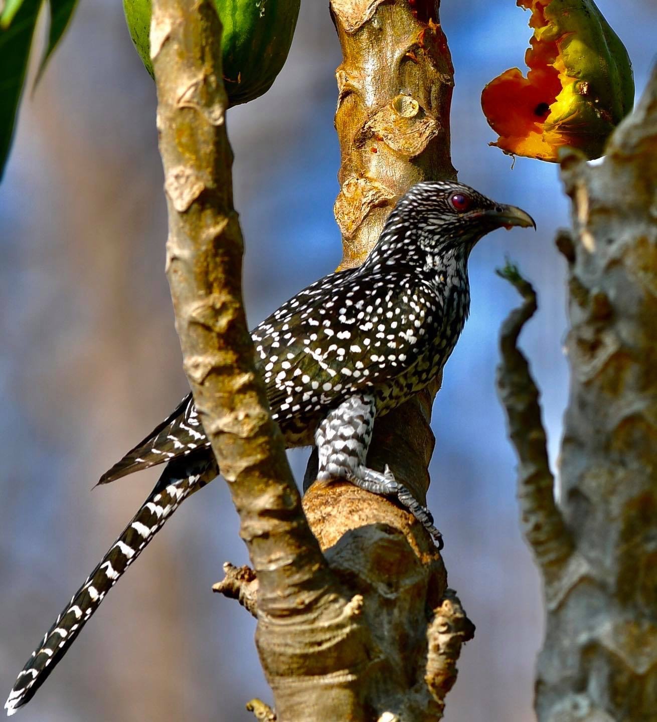 Spotted bird feeding in a papaya tree