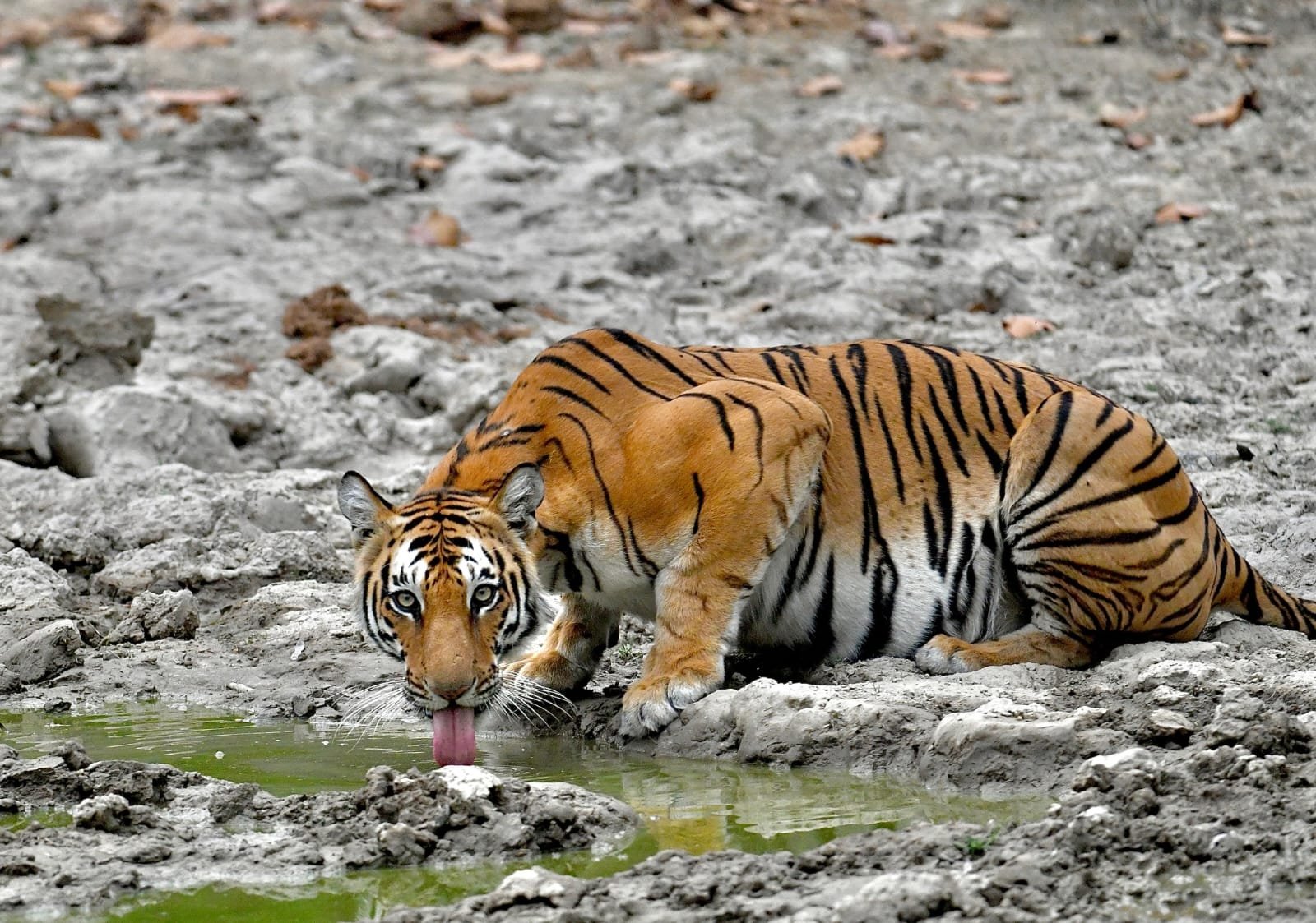 Tiger drinking from a muddy pool