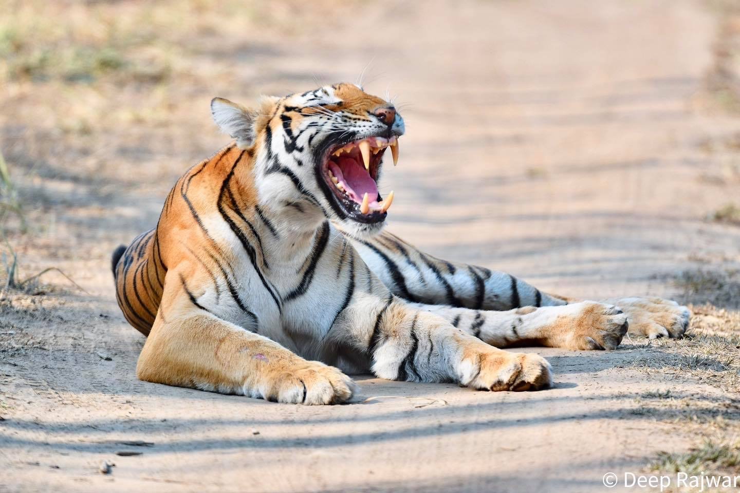 Tiger resting and yawning on a forest track